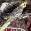 cockatiel pearl