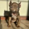 Adorable American Bully Puppy Ready To Go