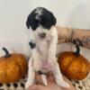 White with Black Spots Mini Goldendoodle Female