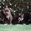 AKC STAFFORDSHIRE BULL TERRIER PUPS