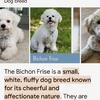 Bichon poodle mix