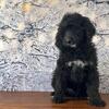 Bernedoodles