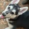 Wolfdog / wolf hybrid puppies. Wolf shepherd & husky