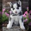 Husky puppies available