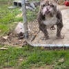 American Bully Male - 3 Yrs Old (Mr Incredible)