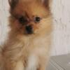 Pomeranians (males)