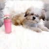 MORKIE PUPPIES FOR SALE LOS ANGELES