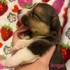 CKC American Corgi Puppies; home farm raised!!