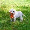Labrador Puppy - Phineas