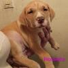 Cane Corso/pitbull puppies for sale