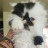 Adorable cfa registered pure persian babieslots of fluff!playful kittensvery friendly