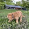 Clyde-F1 Mini English Goldendoodle Puppy