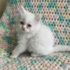 Himalayan Kittens for sale