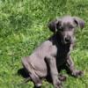 Female Great Dane puppy