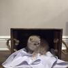 Scottish Fold Kittens