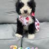 Mini Bernedoodle Puppies