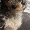 1 Year Old Female Mini Poodle