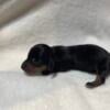 Black and tan female dachshund puppy