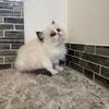 Ragdoll Kittens