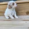 Sweet cavapoo female