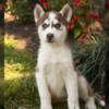 Purebred, brown and white husky puppies call 