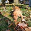 PRICE REDUCED! 1 female puppy left!!