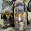 Beautiful Cane Corso Puppies ICCF certified! $Price Drop On last two