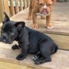 2 exotic bully pups ready for their forever home