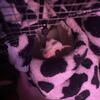 Sugar gliders