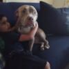 Pitbull Terrier for sale