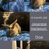 Japanese Harlequin Doe Rabbits