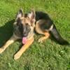 6 month old female German Shepherd