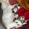 Shih Tzu puppies