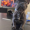 Rehoming french bulldog