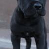 Cane Corso Puppies males and females