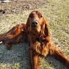 Irish Setter Stud Service