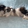 Teddy bear puppies 