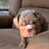 SOLD! Merle AKC English Bulldog Puppy