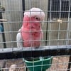 Rosebreasted cockatoo