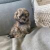 Adorable tiny Maltipoo puppy - male