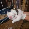 OLDE ENGLISH BULLDOG PUPPIES 