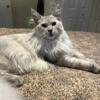 Blue silver shaded Maine coon