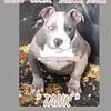 Merle American bully PUPPIES ALL COLORSDISCOUNTS ALL WEEKEND Solid colors and tri's UPDATE-