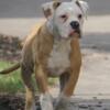 American Bulldog Puppies  Imported Bloodlines