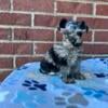 TOY Schnauzer puppies 