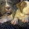 American Bully puppies for sale