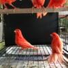 Red factor canaries for sale