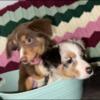 Mini Australian shepherd girls