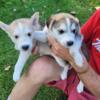 Siberian/Alaskan Husky Puppies - only two left!