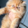 Red Persian exotic male CFA registered kitten